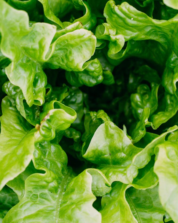 Rows of leafy greens growing in Skyline Greens' controlled vertical farm environment in New York City